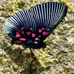Lyropteryx apollonia