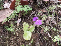Pinguicula macrophylla