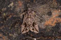 Ctenoplusia accentifera