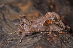 Ctenoplusia accentifera