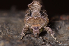 Ctenoplusia accentifera