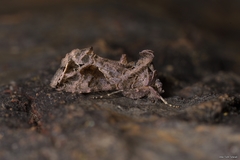 Ctenoplusia accentifera