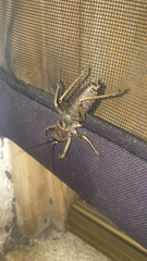 Nesoecia nigrispina