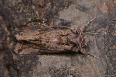 Ctenoplusia accentifera