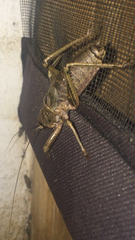 Nesoecia nigrispina