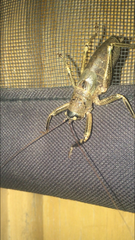 Nesoecia nigrispina