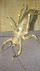 Nesoecia nigrispina