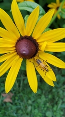 Chauliognathus pensylvanicus
