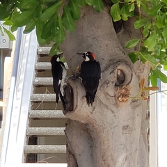 Melanerpes formicivorus