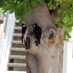 Melanerpes formicivorus