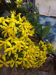 Polygonus leo arizonensis