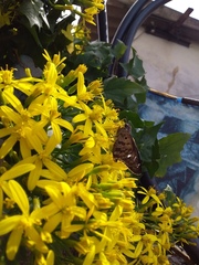 Polygonus leo arizonensis