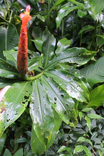 Spiral ginger (Costus pulverulentus)