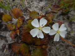 Halotydeus destructor