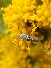 Lithariapteryx abroniaeella