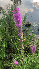 Lythrum salicaria