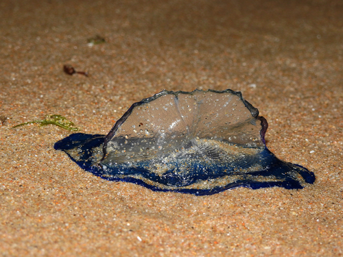 photo of By-the-wind Sailor (Velella velella)