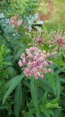 Asclepias incarnata