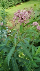 Asclepias incarnata
