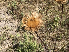 Plectocephalus americanus