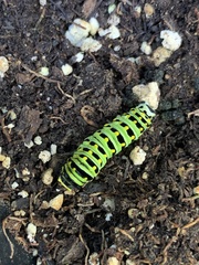 Papilio polyxenes