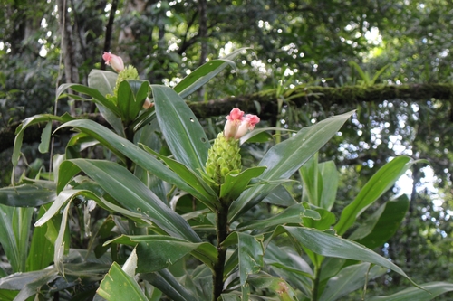 Image of Costus guanaiensis by no rights reserved