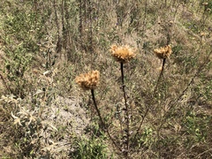 Plectocephalus americanus