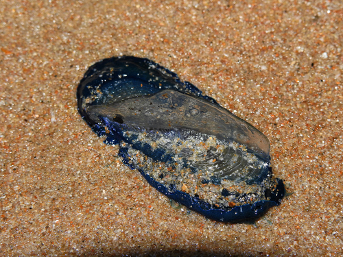 photo of By-the-wind Sailor (Velella velella)