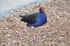 Porphyrio melanotus melanotus