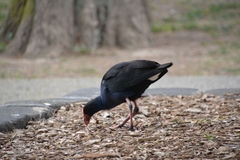 Porphyrio melanotus melanotus