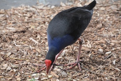 Porphyrio melanotus melanotus