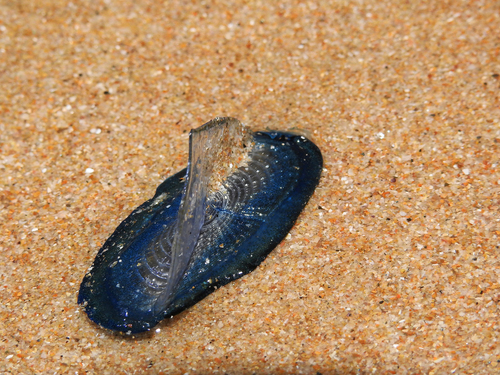 photo of By-the-wind Sailor (Velella velella)