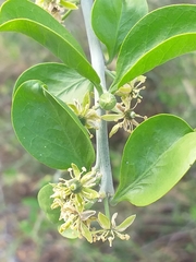 Balanites aegyptiaca