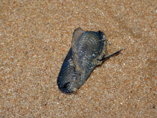 photo of By-the-wind Sailor (Velella velella)