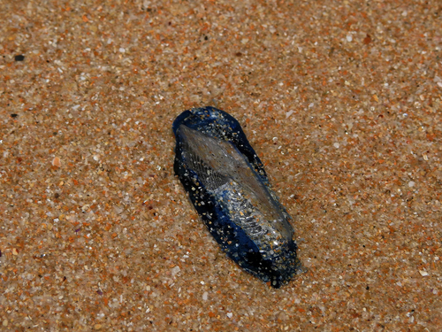 photo of By-the-wind Sailor (Velella velella)