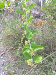 Balanites aegyptiaca