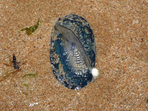 photo of By-the-wind Sailor (Velella velella)