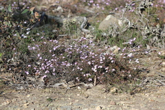 Euryomyrtus ramosissima ramosissima