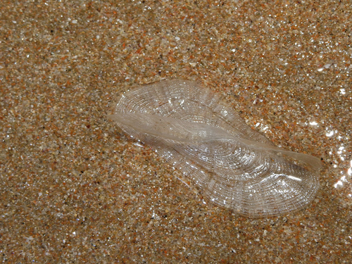 photo of By-the-wind Sailor (Velella velella)