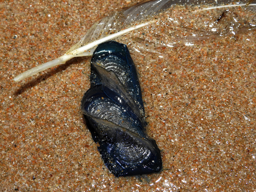 photo of By-the-wind Sailor (Velella velella)