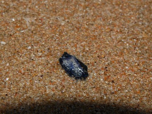 photo of By-the-wind Sailor (Velella velella)