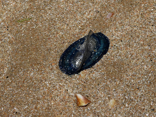 photo of By-the-wind Sailor (Velella velella)