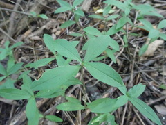 Silene stellata