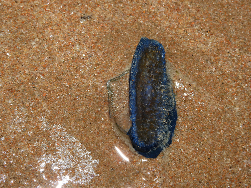 photo of By-the-wind Sailor (Velella velella)