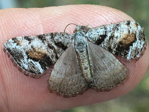Macaria colata