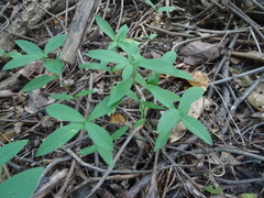 Silene stellata
