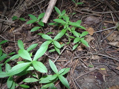 Silene stellata