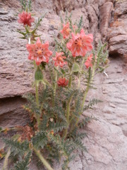 Caiophora chuquitensis