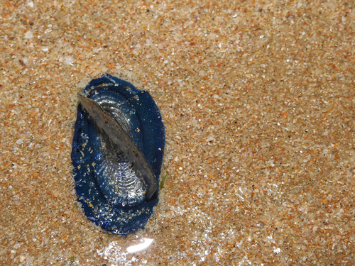 photo of By-the-wind Sailor (Velella velella)