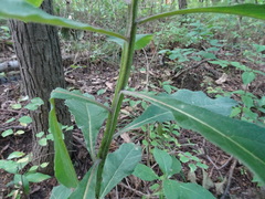 Verbesina alternifolia